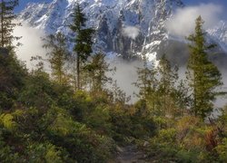 Widok ze ścieżki na ośnieżoną górę Mount Index