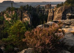 Formacja skalna, Bastei, Góry Połabskie, Skały, Sosna, Wrzos, Most, Park Narodowy Saskiej Szwajcarii, Niemcy