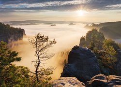 Drzewa, Las, Skały, Mgła, Wschód słońca, Góry Połabskie, Park Narodowy Saskiej Szwajcarii, Saksonia, Niemcy