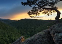 Niemcy, Saksonia, Park Narodowy Harzu, Góry Harz, Szczyt Brocken, Las, Drzewo, Skały, Wschód słońca