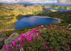 Góry, Jezioro, St. Helens Lake, Spirit Lake, Skały, Kwiaty, Różowe, Stan Waszyngton, Stany Zjednoczone