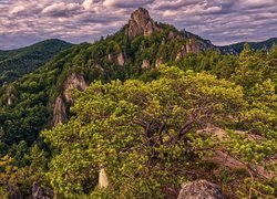 Góry Strażowskie, Szczyt, Karpaty Zachodnie, Skały, Drzewa, Słowacja