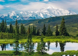 Stany Zjednoczone, Alaska, Góry, Park Narodowy Denali, Drzewa, Jezioro