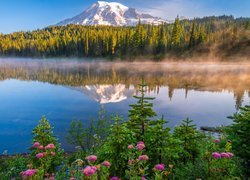 Park Narodowy Mount Rainier, Góry, Stratowulkan Mount Rainier, Drzewa, Świerki, Kwiaty, Mgła, Jezioro, Reflection Lake, Odbicie, Stan Waszyngton, Stany Zjednoczone