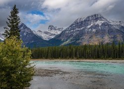 Drzewa, Las, Świerki, Park Narodowy Jasper, Góry, Góra, Mount Edith Cavell, Rzeka, Astoria River, Alberta, Kanada