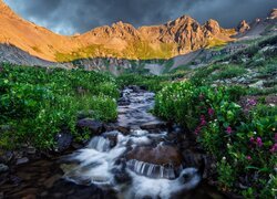 Stany Zjednoczone, Kolorado, Góry, San Juan Mountains, Wąwóz, Clear Creek Basin, Rzeka, Kwiaty, Skały