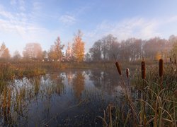 Jesień, Staw, Drzewa, Cerkiew, Sofrino, Obwód moskiewski, Rosja