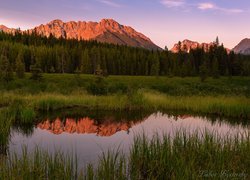 Kanada, Prowincja Alberta, Kananskis, Góry, Staw, Drzewa, Szuwary, Odbicie