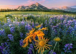 Stany Zjednoczone, Kolorado, Crested Butte, Góry, Łąka, Kwiaty, Łubin