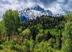 Widok znad zielonego lasu na górę Mount Sneffels