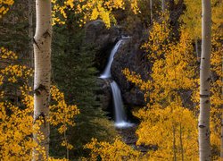 Widok zza brzóz na wodospad Nellie Creek Falls w Kolorado