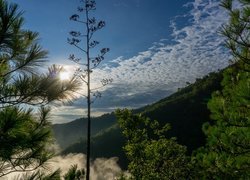 Widok zza drzew na górę Cerro de Chipinque