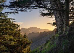 Widok zza drzew na górę Mount Erin w Nowej Zelandii