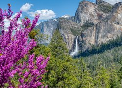 Widok zza drzew na góry Sierra Nevada i wodospad Bridalveil Fall