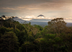 Widok zza drzew na góry w Indonezji