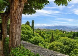 Drzewa, Murek, Góry, Grenada, Andaluzja, Hiszpania