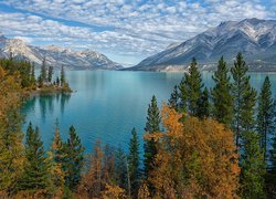 Widok zza drzew na jezioro Abraham Lake w Górach Skalistych