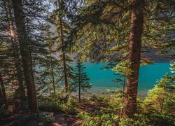 Jezioro Moraine, Drzewa, Las, Park Narodowy Banff, Alberta, Kanada