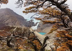 Widok zza drzew na lodowiec Perito Moreno
