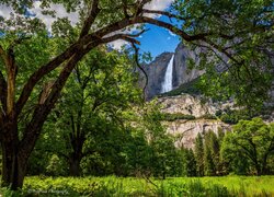 Widok zza drzew na wodospad i góry w Parku Narodowym Yosemite
