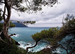 Morze, Drzewa, Skały, Niebo, Chmury, Recco, Liguria, Włochy