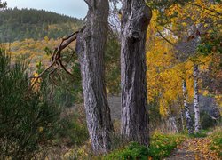 Jesień, Góry Cairngorm, Drzewa, Sosny, Brzozy, Park Narodowy Cairngorms, Szkocja