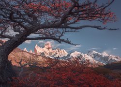 Argentyna, Patagonia, Góry Andy, Szczyt Fitz Roy, Drzewa, Kolorowa, Roślinność, Jesień, Park Narodowy Los Glaciares