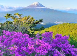 Widok zza fioletowych kwiatów na górę Mitsutogeyama w Japonii