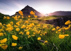 Góry, Żółte, Kwiaty, Jaskry, Dom, Arnarstapi, Półwysep Snaefellsnes, Islandia