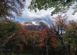 Widok zza jesiennych drzew na górę Fitz Roy