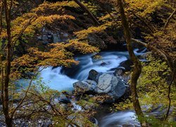 Widok zza jesiennych drzew na kamienistą rzekę