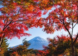 Widok zza jesiennych drzew na Mount Fuji