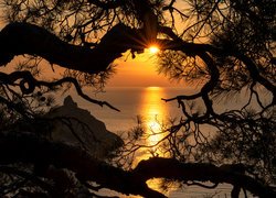 Widok zza konarów drzewa na zachód słońca nad morzem