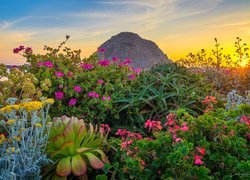 Góra, Promienie słońca, Kwiaty, Kolorowe, Kaktus