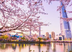 Widok zza okwieconech gałęzi na Lotte World Tower w Seulu
