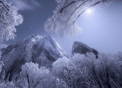 Zima, Ośnieżone, Drzewa, Góry, Sierra Nevada, Park Narodowy Yosemite, Kalifornia, Stany Zjednoczone