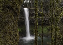 Widok zza omszałych drzew na wodospad South Falls