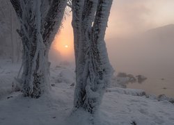Widok zza ośnieżonych drzew na mgłę i wschodzące słońce