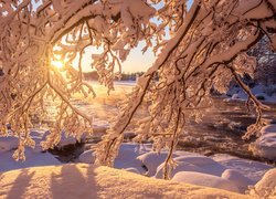 Zima, Gałęzie, Drzewa, Wschód słońca