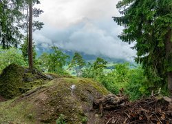 Widok zza sosen na mgłę nad górami