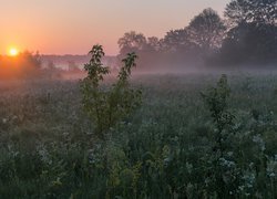 Wieczorna mgła unosząca się nad drzewami i łąką