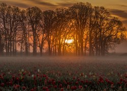 Wieczorna mgła unosząca się nad polem tulipanów w pobliżu drzew