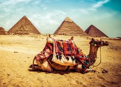 Wielbłąd na tle piramid w Gizie