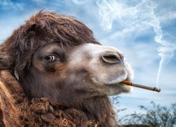 Wielbłąd palący papierosa