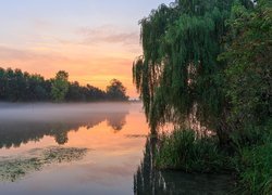 Wierzba płacząca i drzewa nad zamglonym jeziorem