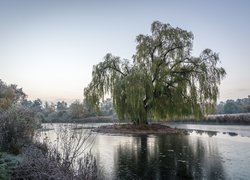 Jezioro, Wysepka, Wierzba, Drzewa, Roślinność, Szron