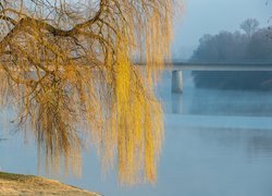 Wierzba płacząca nad brzegiem rzeki