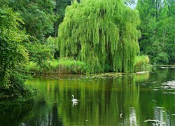 Park, Staw, Zielone, Drzewa, Wierzba płacząca, Łabędź, Lato