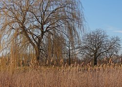 Wierzba płacząca