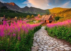 Góry, Tatry, Hala Gąsienicowa, Droga, Domy, Drewniane, Kwiaty, Chmury, Wierzbówka kiprzyca, Tatrzański Park Narodowy, Polska